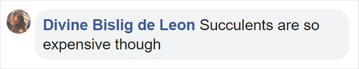 These 13-Inch Succulent Christmas Trees Are Ideal For Celebrating In A Small Space