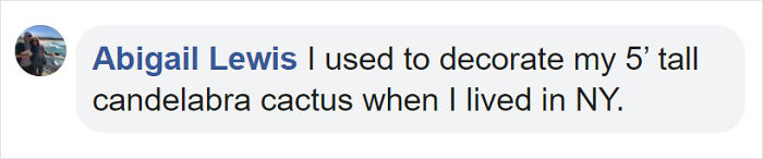 These 13-Inch Succulent Christmas Trees Are Ideal For Celebrating In A Small Space