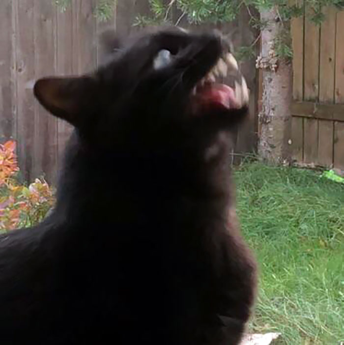 I Accidentally Adopted A Terrifying Demon In A Catsuit