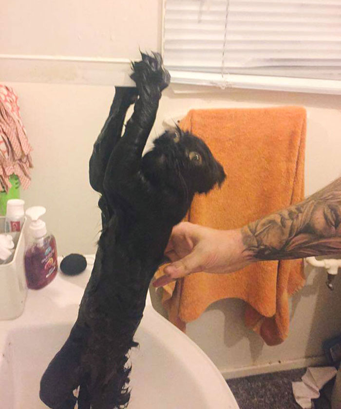 Chimichanga's First Bath