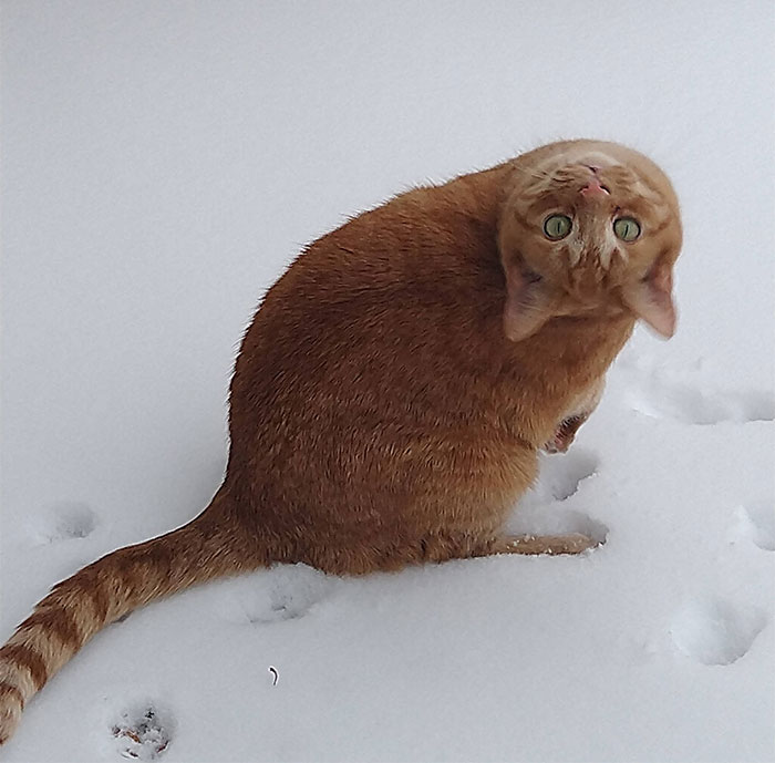 Poor Kitty Fighting For Life After Neck Gets Snapped By Evil Assassin's