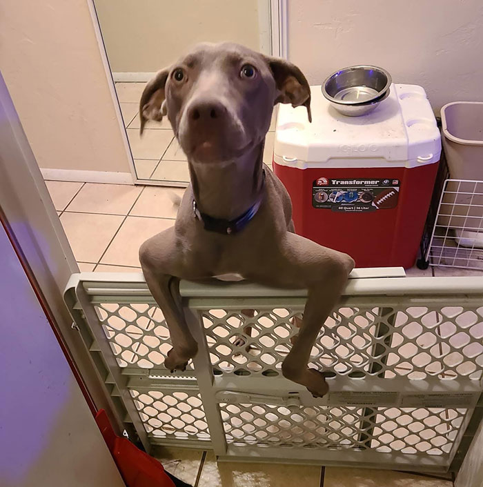 Are Those Chicken Or Frog Legs?