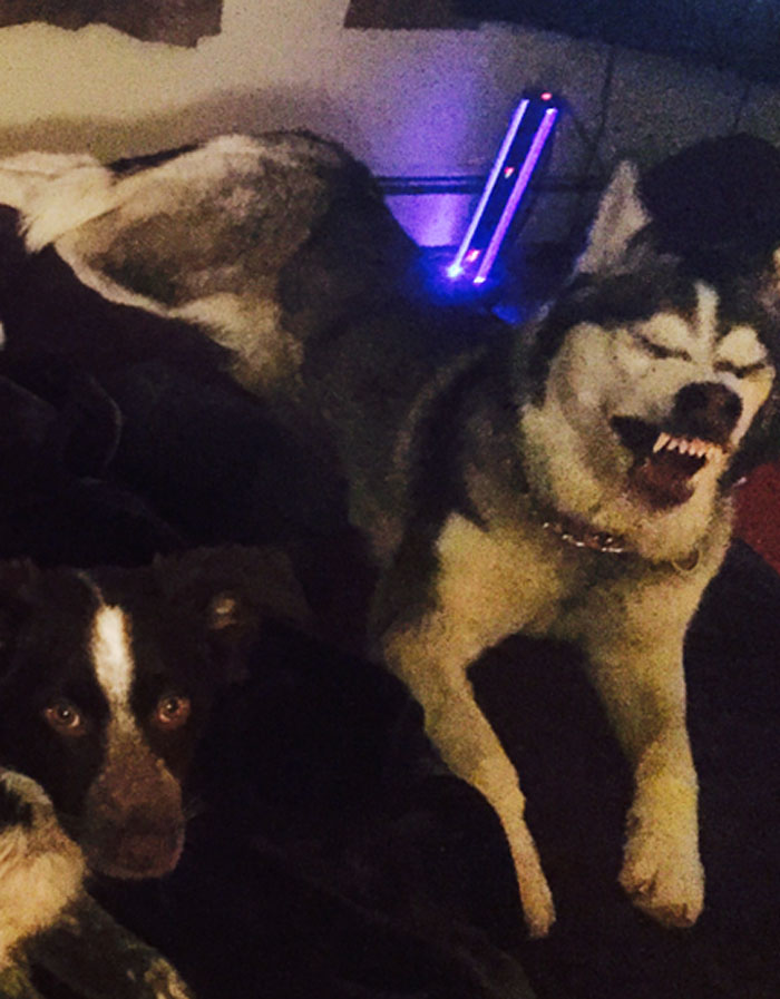 Caught My Husky Mid-Sneeze And It Is A Little Terrifying