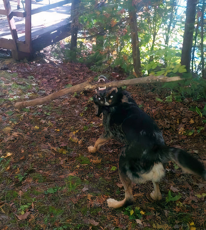 I Think My Dog Needs An Exorcist