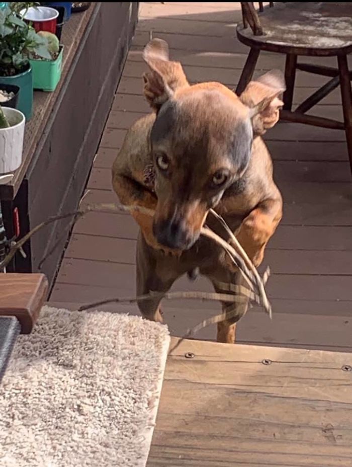 Unflattering-Dog-Photo-Challenge-Facebook