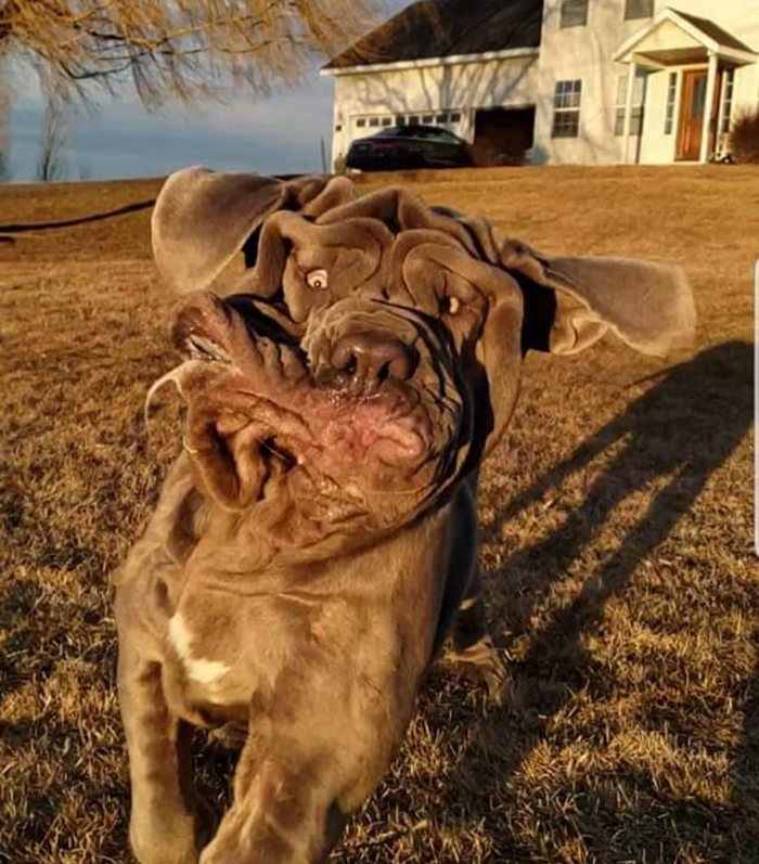 Unflattering-Dog-Photo-Challenge-Facebook
