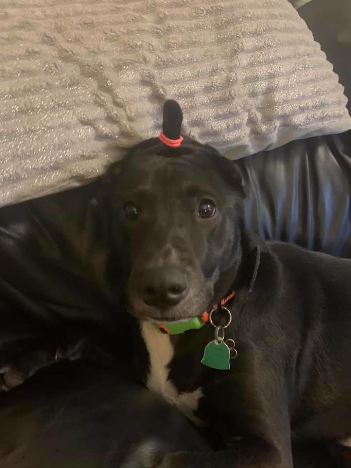 Unflattering-Dog-Photo-Challenge-Facebook