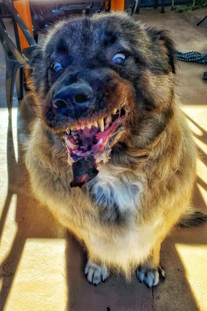 Unflattering-Dog-Photo-Challenge-Facebook