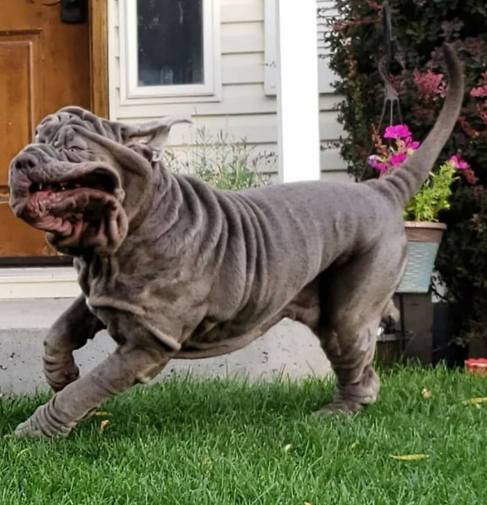 Unflattering-Dog-Photo-Challenge-Facebook