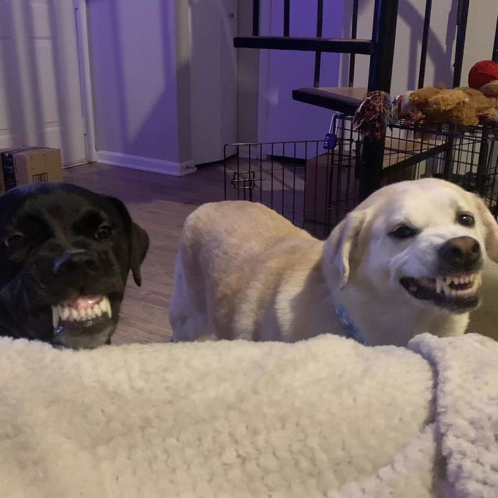 Unflattering-Dog-Photo-Challenge-Facebook