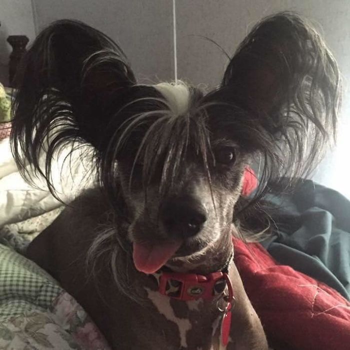 Unflattering-Dog-Photo-Challenge-Facebook