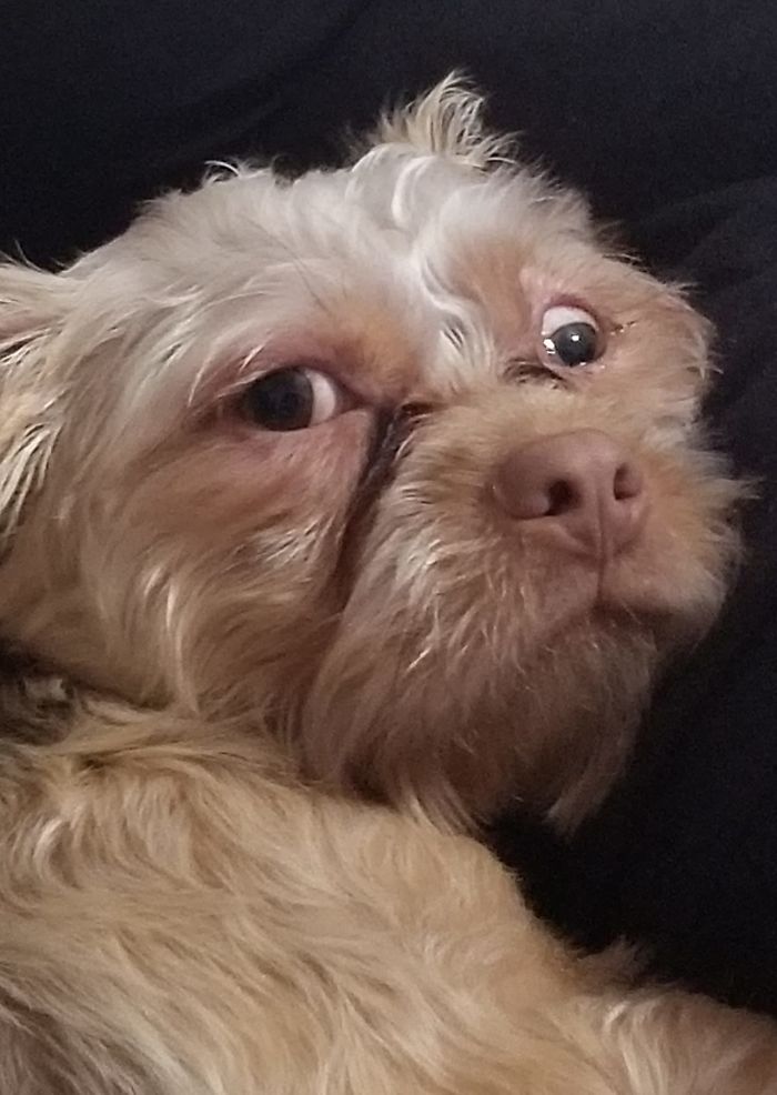 Unflattering-Dog-Photo-Challenge-Facebook