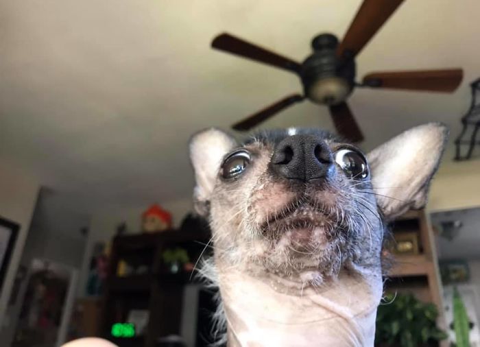 Unflattering-Dog-Photo-Challenge-Facebook