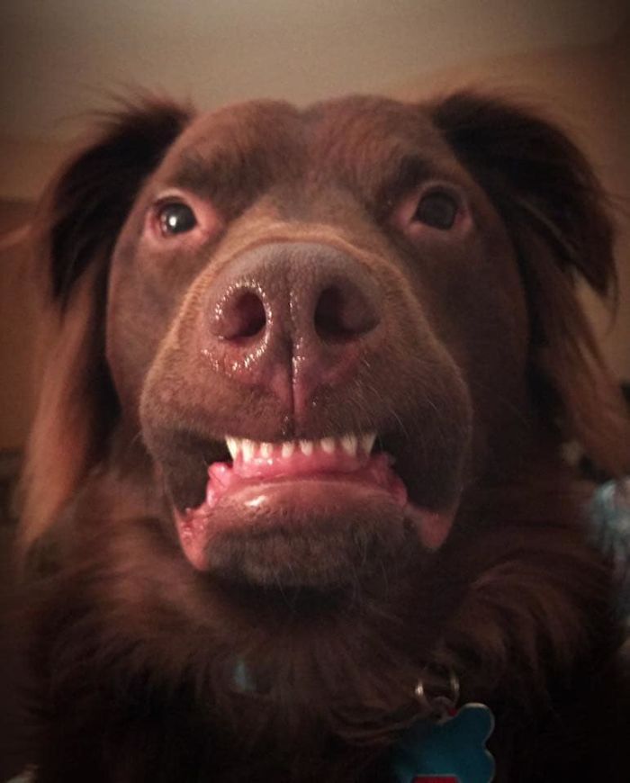 Unflattering-Dog-Photo-Challenge-Facebook