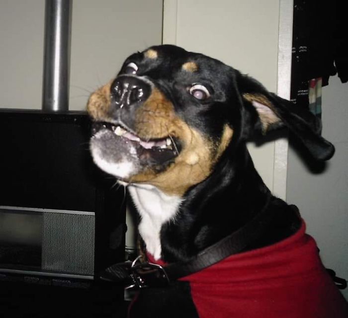 Unflattering-Dog-Photo-Challenge-Facebook