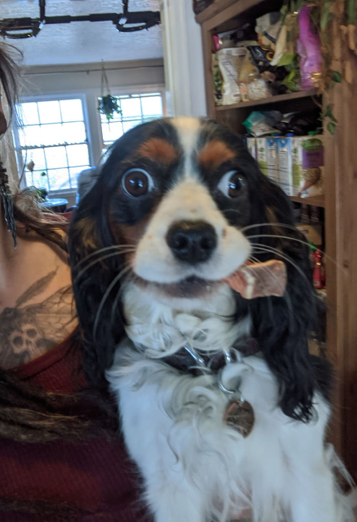 Unflattering-Dog-Photo-Challenge-Facebook