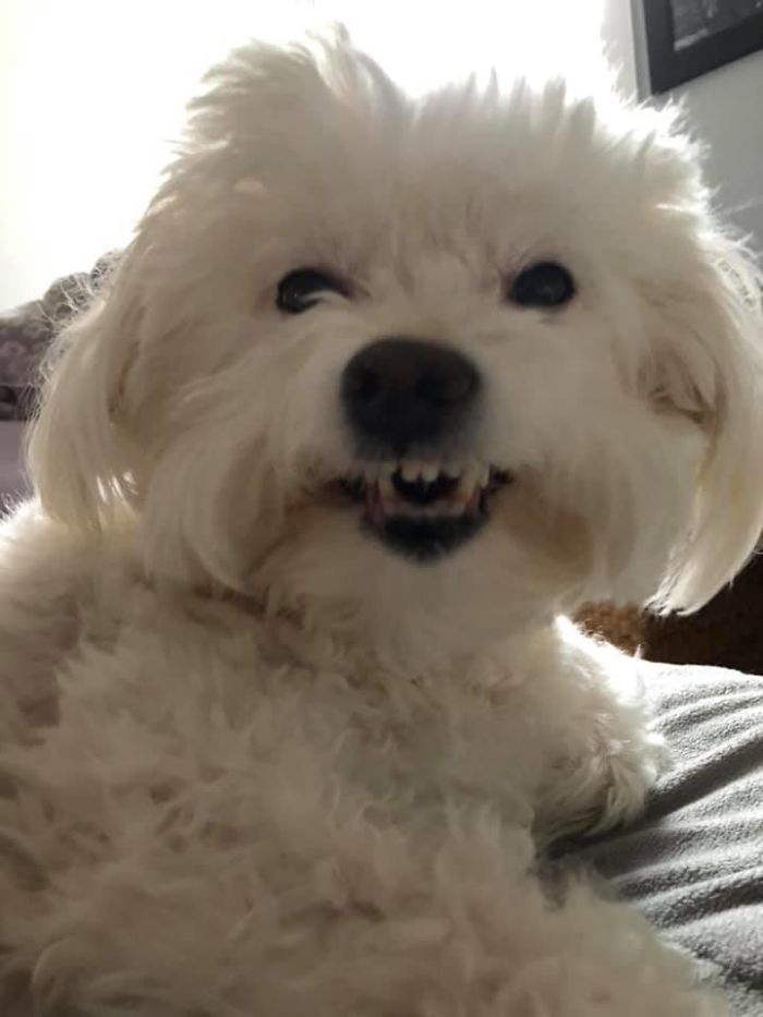 Unflattering-Dog-Photo-Challenge-Facebook