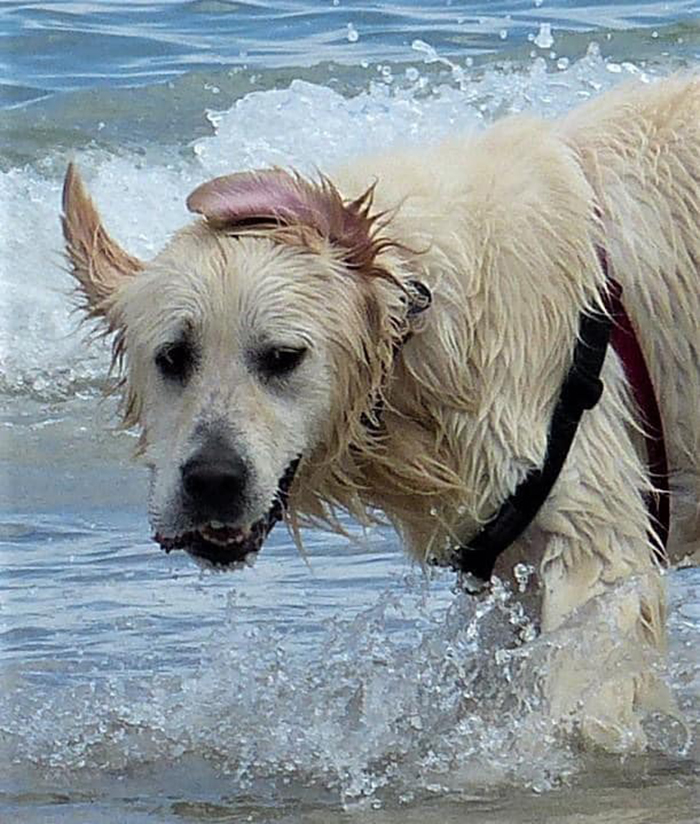 Unflattering-Dog-Photo-Challenge-Facebook