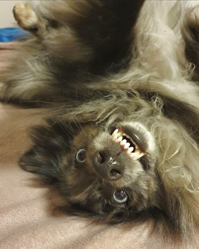 Unflattering-Dog-Photo-Challenge-Facebook