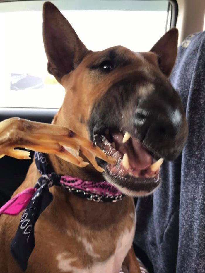 Unflattering-Dog-Photo-Challenge-Facebook