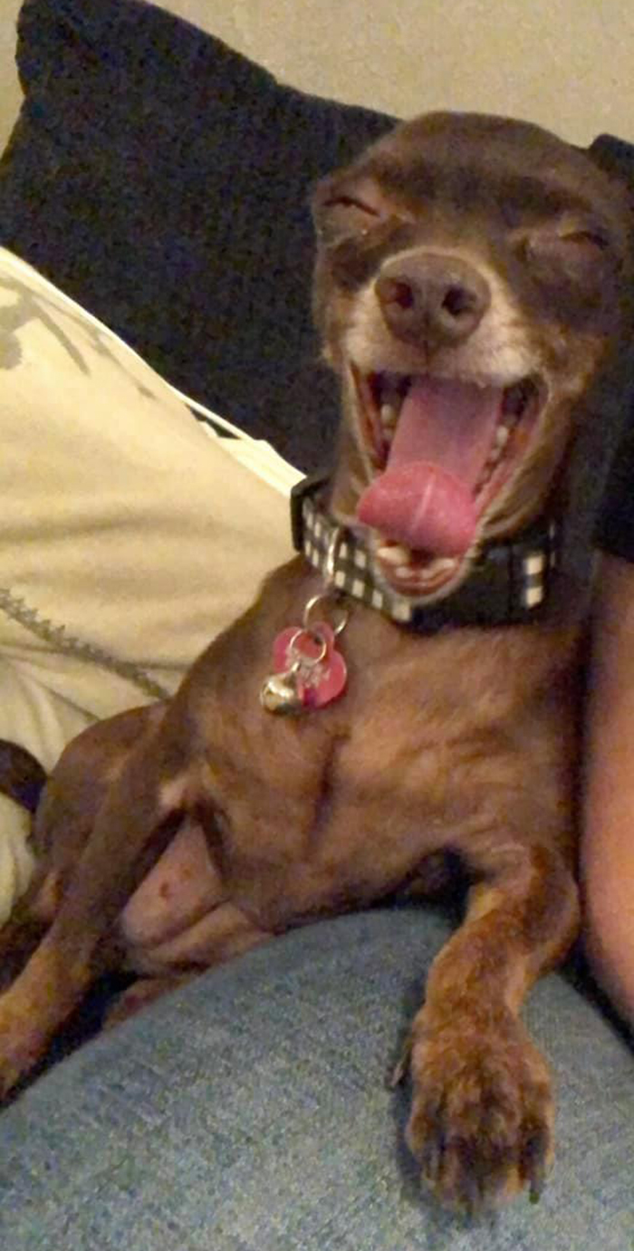 Unflattering-Dog-Photo-Challenge-Facebook