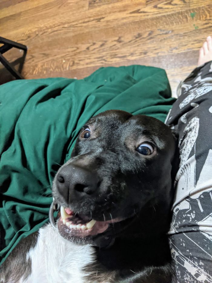 Unflattering-Dog-Photo-Challenge-Facebook