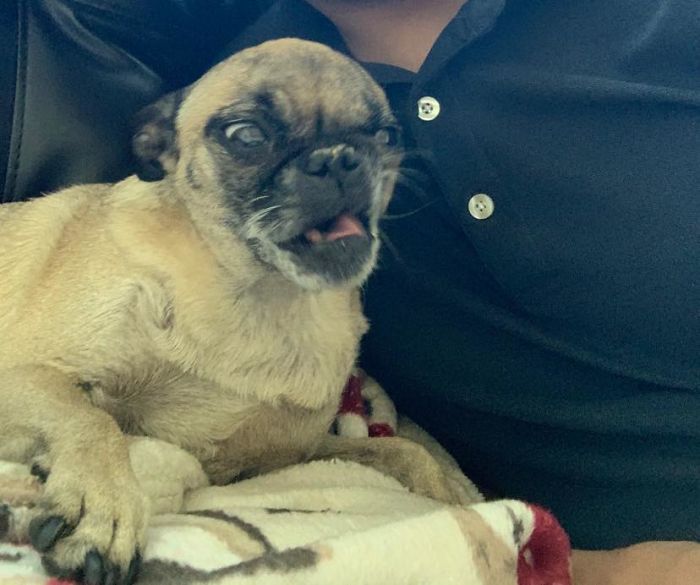 Unflattering-Dog-Photo-Challenge-Facebook