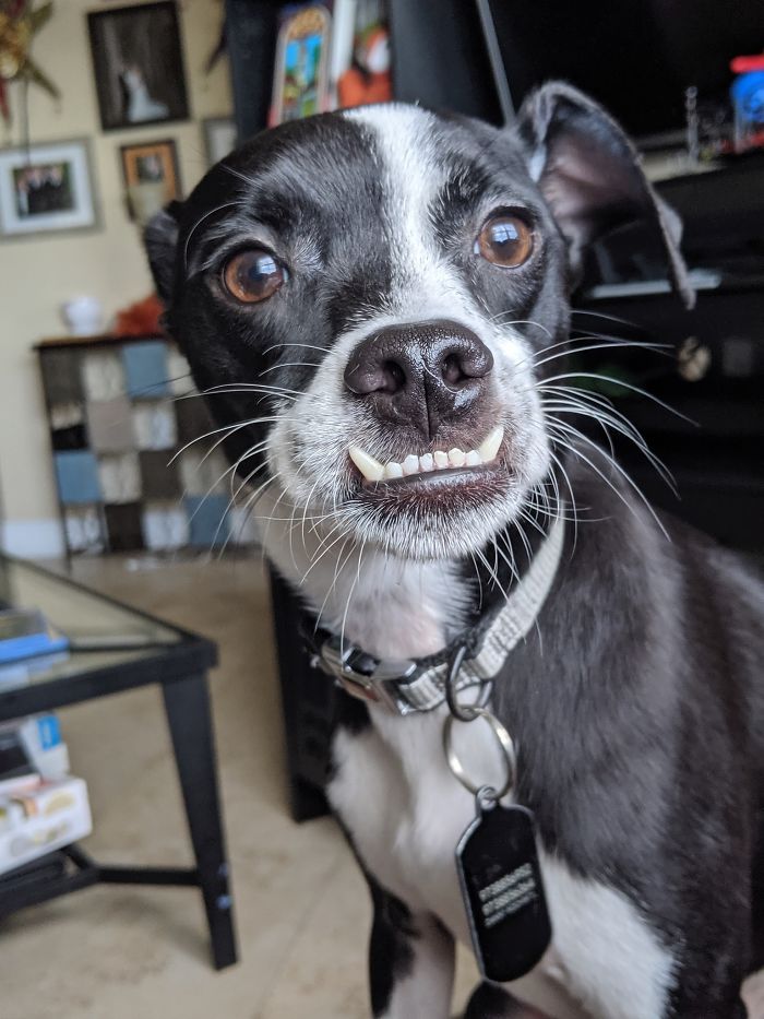 Unflattering-Dog-Photo-Challenge-Facebook