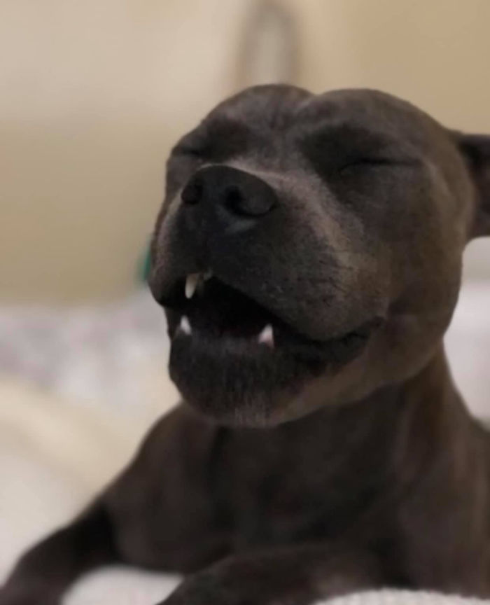 Unflattering-Dog-Photo-Challenge-Facebook