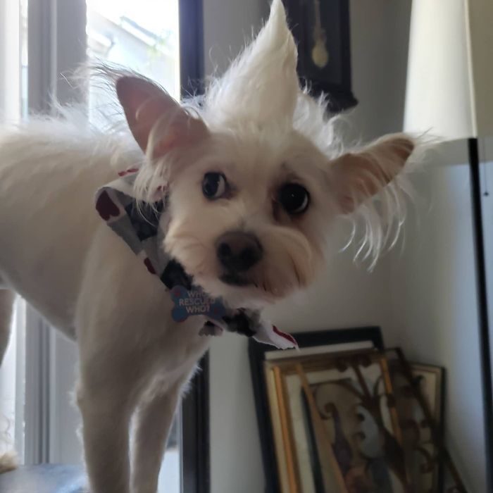 Unflattering-Dog-Photo-Challenge-Facebook