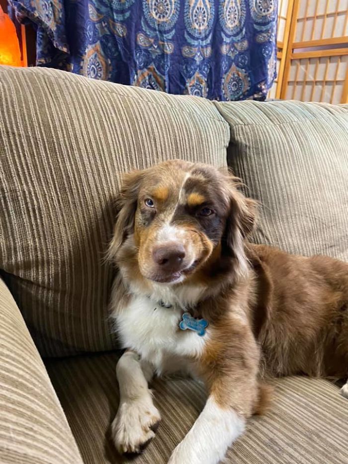 Unflattering-Dog-Photo-Challenge-Facebook