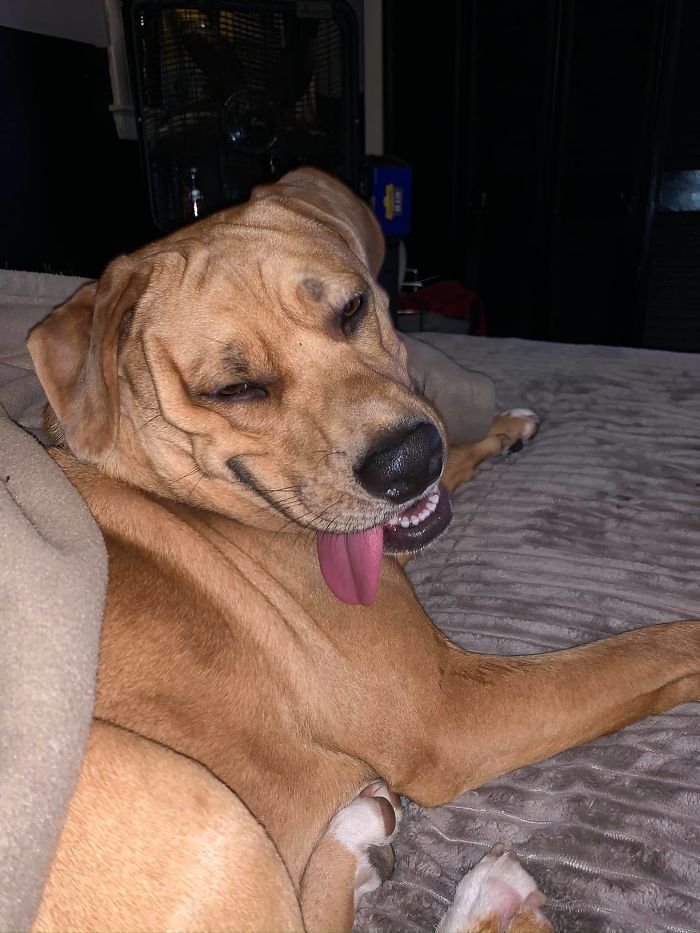 Unflattering-Dog-Photo-Challenge-Facebook