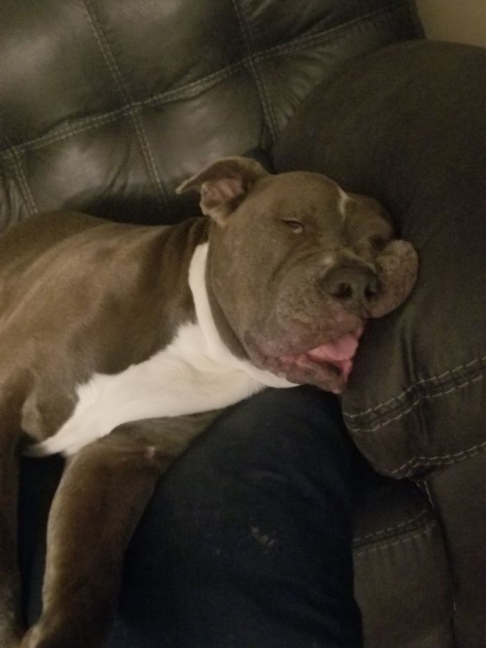 Unflattering-Dog-Photo-Challenge-Facebook