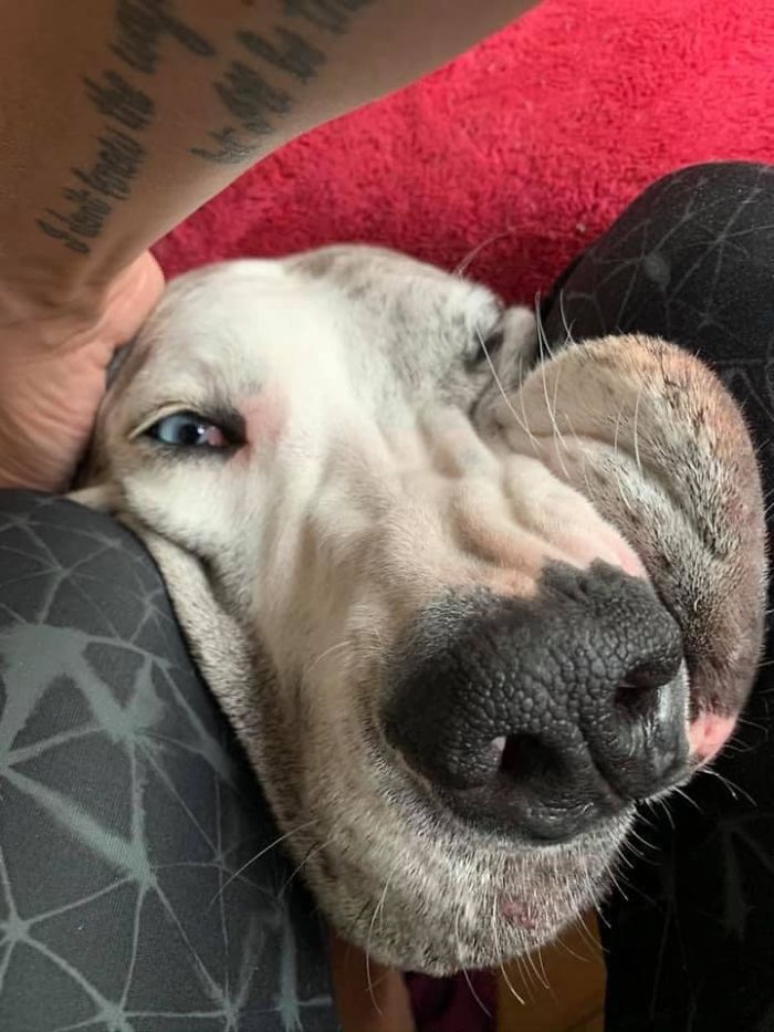 Unflattering-Dog-Photo-Challenge-Facebook