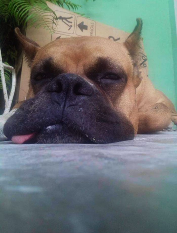 Unflattering-Dog-Photo-Challenge-Facebook