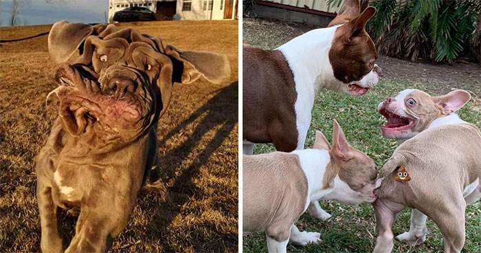 People Are Sharing The Most Unflattering Pics Of Their Dogs And It’s Hilarious (30 Pics)