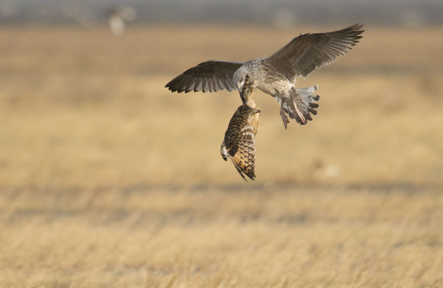 I’ve Been Photographing Storms During Dutch Tides For 7 Years, Here Are My 28 Pics To Capture Their Effect On Local Wildlife I’ve Been Photographing Storms During Dutch Tides For 7 Years, Here Are My 28 Pics To Capture Their Effect On Local Wildlife