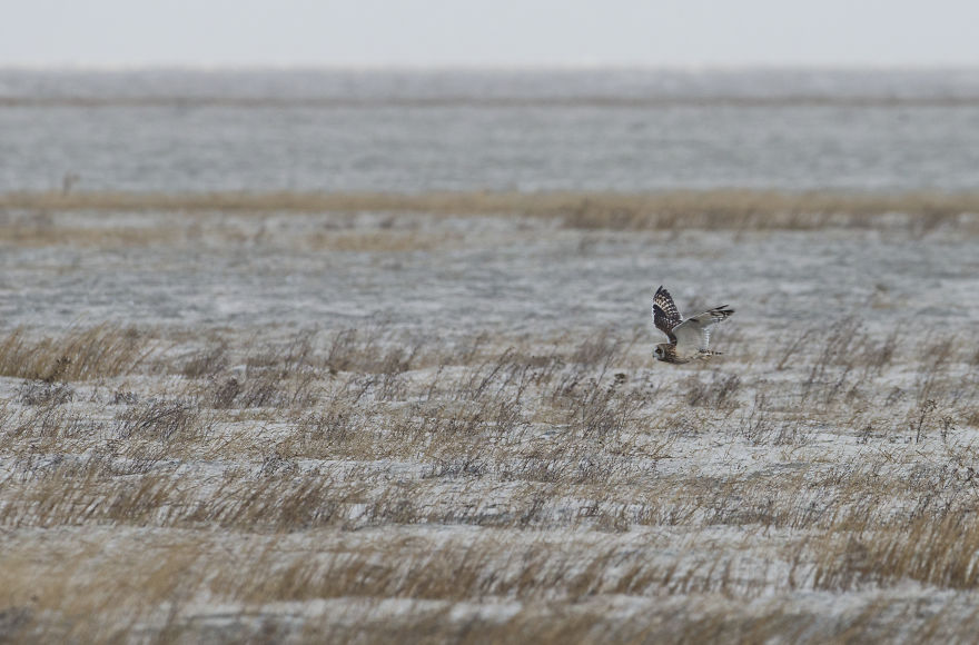 I’ve Been Photographing Storms During Dutch Tides For 7 Years, Here Are My 28 Pics To Capture Their Effect On Local Wildlife I’ve Been Photographing Storms During Dutch Tides For 7 Years, Here Are My 28 Pics To Capture Their Effect On Local Wildlife