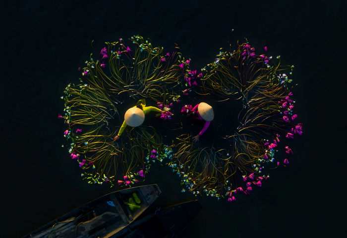 Vietnam-Mekong-Delta-Lilies-Harvest-Trung-Huy-Pham