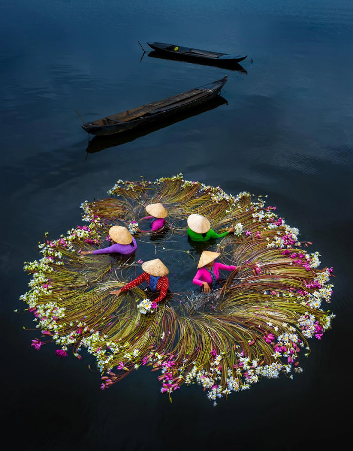Vietnam-Mekong-Delta-Lilies-Harvest-Trung-Huy-Pham