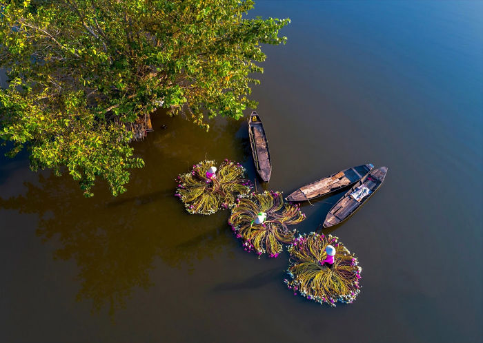 Vietnam-Mekong-Delta-Lilies-Harvest-Trung-Huy-Pham