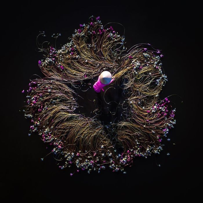 Vietnam-Mekong-Delta-Lilies-Harvest-Trung-Huy-Pham