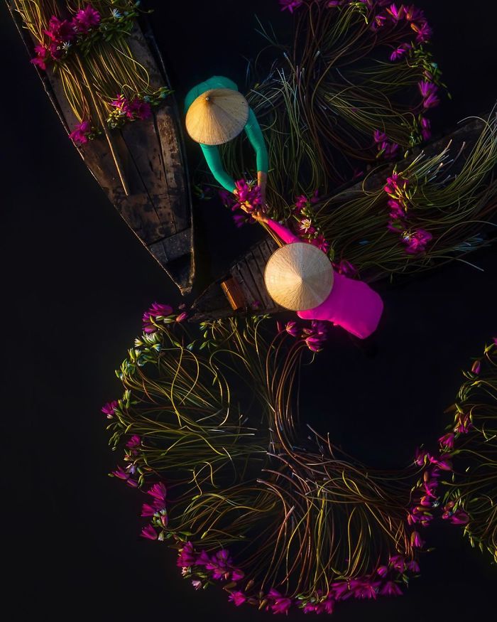 Vietnam-Mekong-Delta-Lilies-Harvest-Trung-Huy-Pham