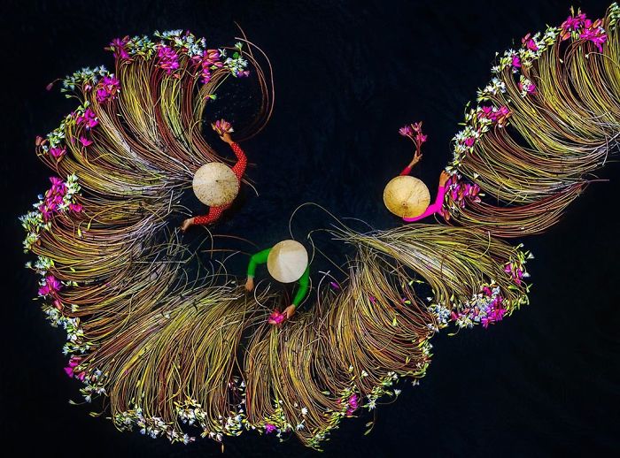 Vietnam-Mekong-Delta-Lilies-Harvest-Trung-Huy-Pham