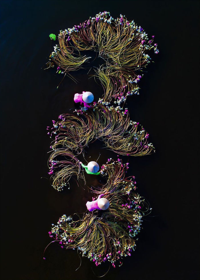 Vietnam-Mekong-Delta-Lilies-Harvest-Trung-Huy-Pham