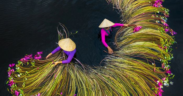 16 Breathtaking Photos Of Farmers Harvesting Waterlilies From The Mekong Delta