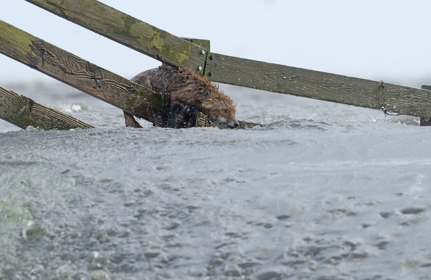 I’ve Been Photographing Storms During Dutch Tides For 7 Years, Here Are My 28 Pics To Capture Their Effect On Local Wildlife I’ve Been Photographing Storms During Dutch Tides For 7 Years, Here Are My 28 Pics To Capture Their Effect On Local Wildlife