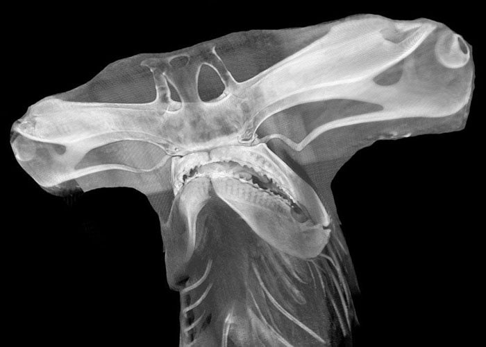 X-Ray Of A Hammerhead Shark