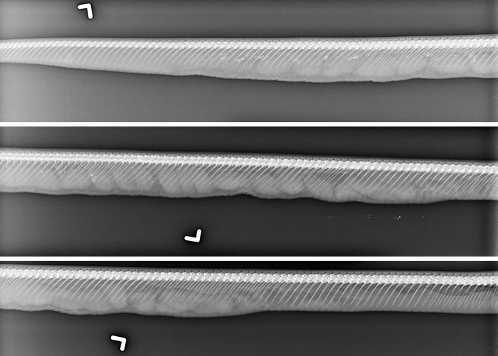 My Snake Is Full Of Eggs