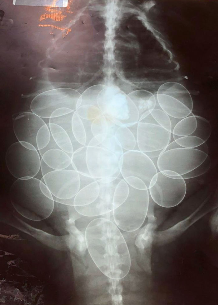 Since We’re Posting Cool X-Rays (Possibly A Gila Monster)